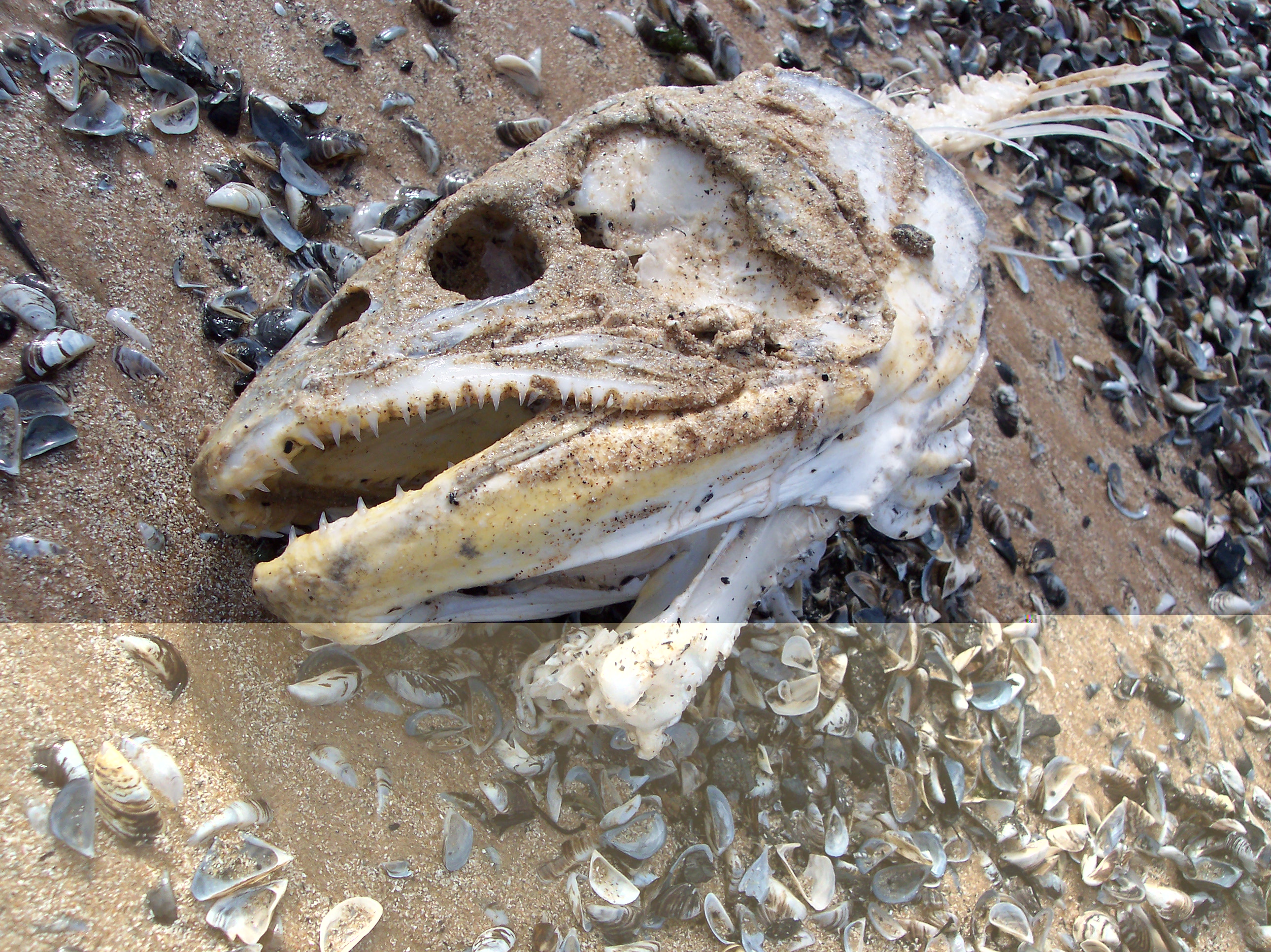 Has The Lake Michigan Sea Serpent Finally Been Found - ztgyxej