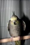 Bird 1 of 2