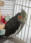Bird 2 of 2